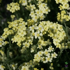 Achillea Tomentosa 'King Edward' Yarrow
