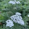 Achillea 'New Vintage™ White' Yarrow