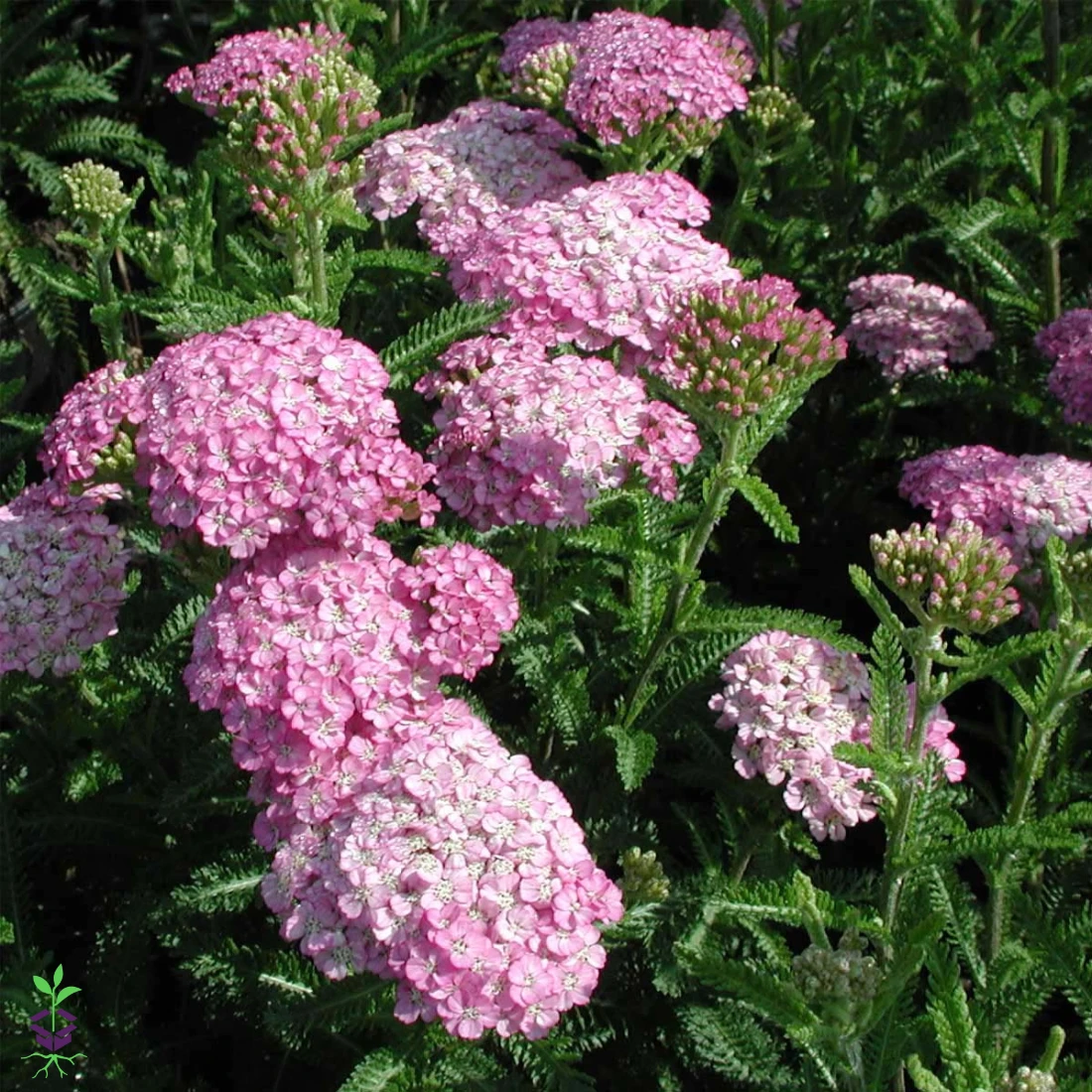 Achillea 'Appleblossom' Yarrow 1 Achillea 'Appleblossom' Yarrow