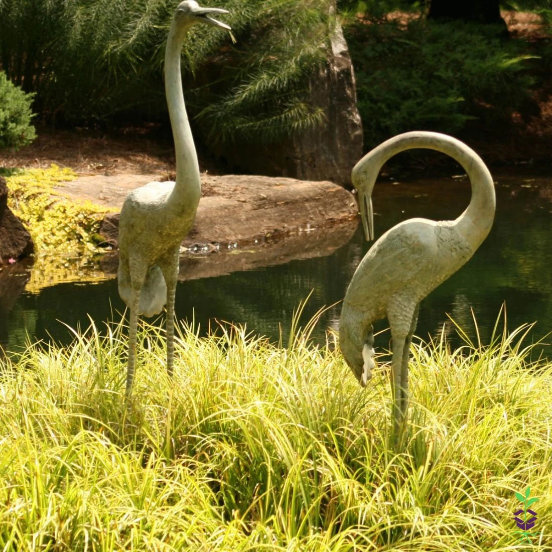 Acorus Gramineus Variegatus 'Wogon' Sweet Flag 2 Acorus Gramineus Variegatus 'Wogon' Sweet Flag - Image 2