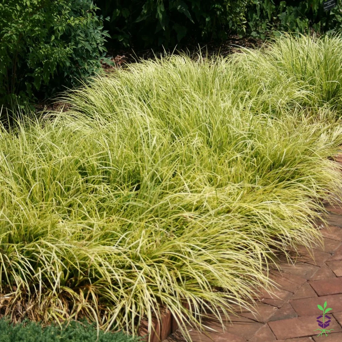 Acorus Gramineus Variegatus 'Wogon' Sweet Flag 1 Acorus Gramineus Variegatus 'Wogon' Sweet Flag