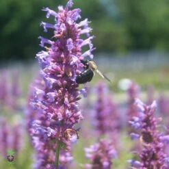 Agastache 'Blue Boa' Hummingbird Mint -Rare Roots Plan Shop AGASTACGEBLUEBOABEELOGO
