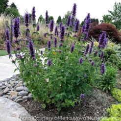 Agastache 'Blue Boa' Hummingbird Mint -Rare Roots Plan Shop AGASTACHE BLUE BOA 5