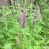 Agastache Foeniculum Hummingbird Mint