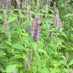 Agastache Foeniculum Hummingbird Mint