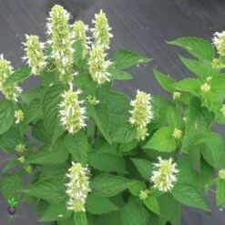 Agastache 'Honey Bee White'