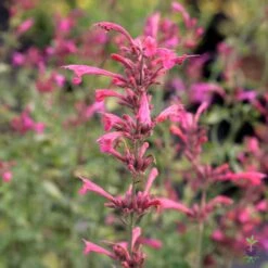 Agastache 'Morello' Hummingbird Mint