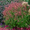 Agastasche 'Peachie Keen' Hummingbird Mint