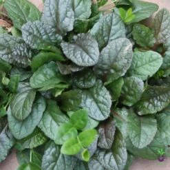 Rare Roots Plan Shop -Rare Roots Plan Shop AJUGABRONZEBEAUTYLOGO