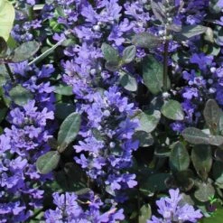 Ajuga Reptans 'Chocolate Chip' Bugleweed -Rare Roots Plan Shop AJUGA CHOCOLATE CHIP 2 LOGO