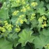 Alchemilla Mollis 'Thriller' Lady's Mantle