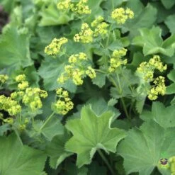 Alchemilla Mollis 'Thriller' Lady's Mantle