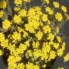 Alyssum Wulfenianum 'Golden Spring' Basket Of Gold