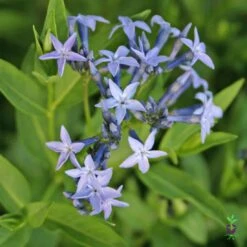 Amsonia 'Blue Ice' Blue Star -Rare Roots Plan Shop AMSONIABLUEICE3LOGO