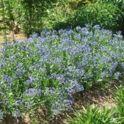 Amsonia 'Blue Ice' Blue Star -Rare Roots Plan Shop AMSONIABLUEICE4LOGO