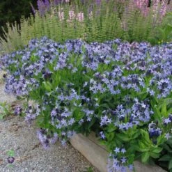 Amsonia 'Blue Ice' Blue Star