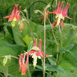 Aquilegia Canadensis Eastern Red Columbine