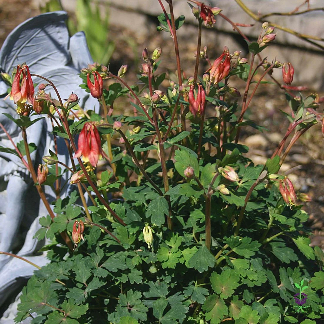 Aquilegia Canadensis 'Little Lanterns' Columbine 2 Aquilegia Canadensis 'Little Lanterns' Columbine - Image 2