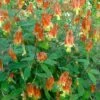 Aquilegia Canadensis 'Little Lanterns' Columbine