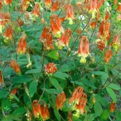 Aquilegia Canadensis 'Little Lanterns' Columbine
