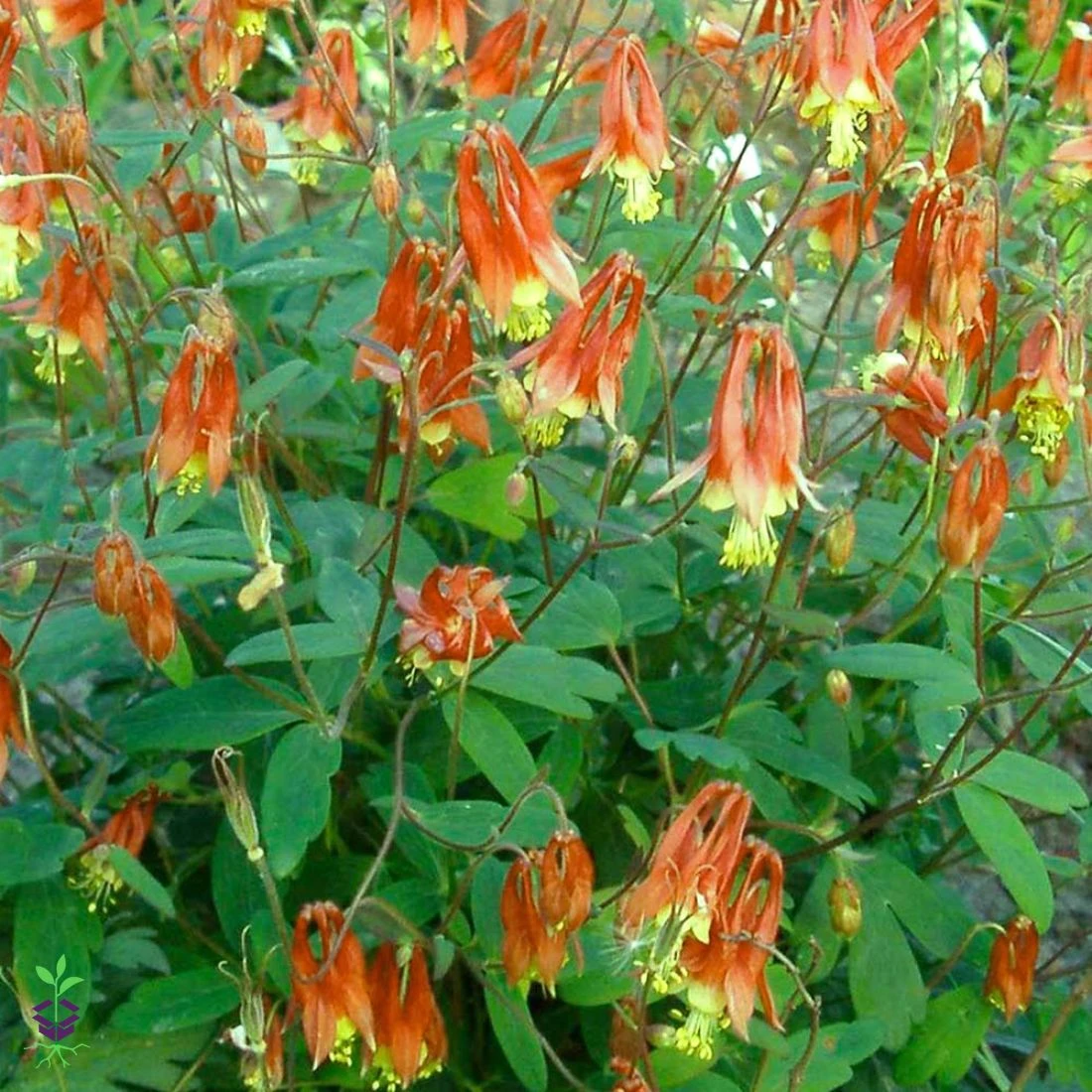 Aquilegia Canadensis 'Little Lanterns' Columbine 1 Aquilegia Canadensis 'Little Lanterns' Columbine