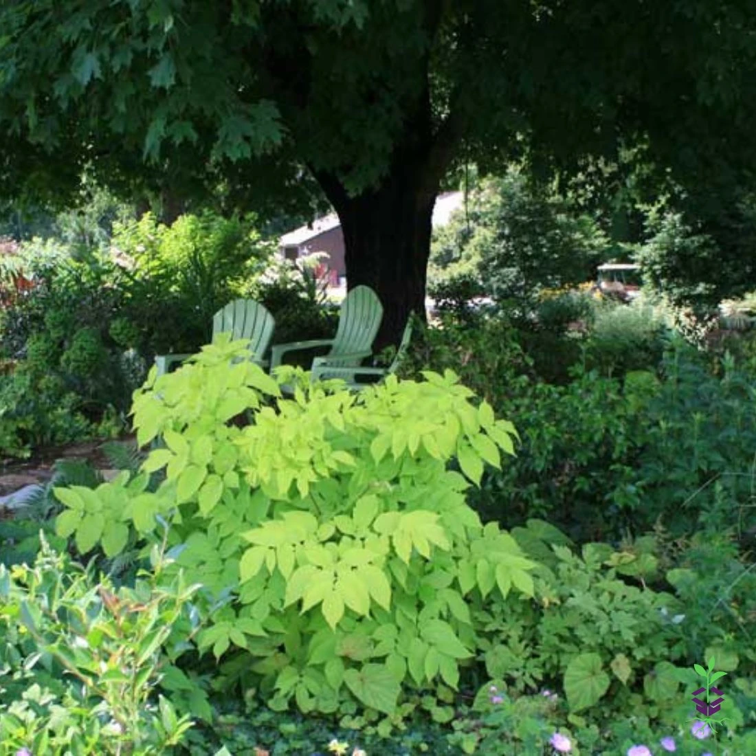 Aralia 'Sun King' Golden Japanese Spikenard 2 Aralia 'Sun King' Golden Japanese Spikenard - Image 2