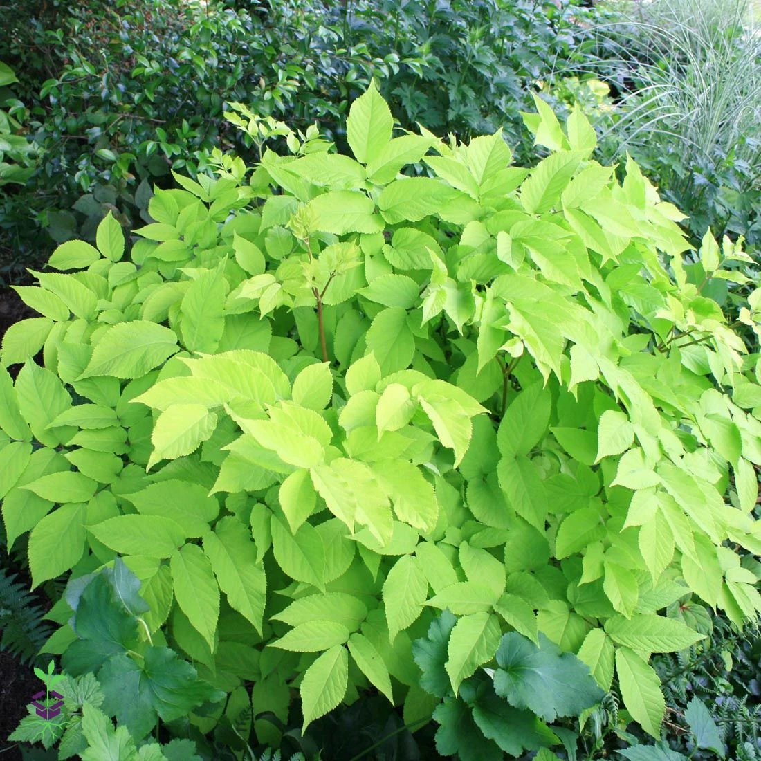 Aralia 'Sun King' Golden Japanese Spikenard 1 Aralia 'Sun King' Golden Japanese Spikenard