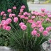 Armeria Maritima 'Rubrifolia' Sea Thrift