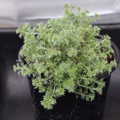 Artemisia Frigida 'Silver Eagle' Wormwood