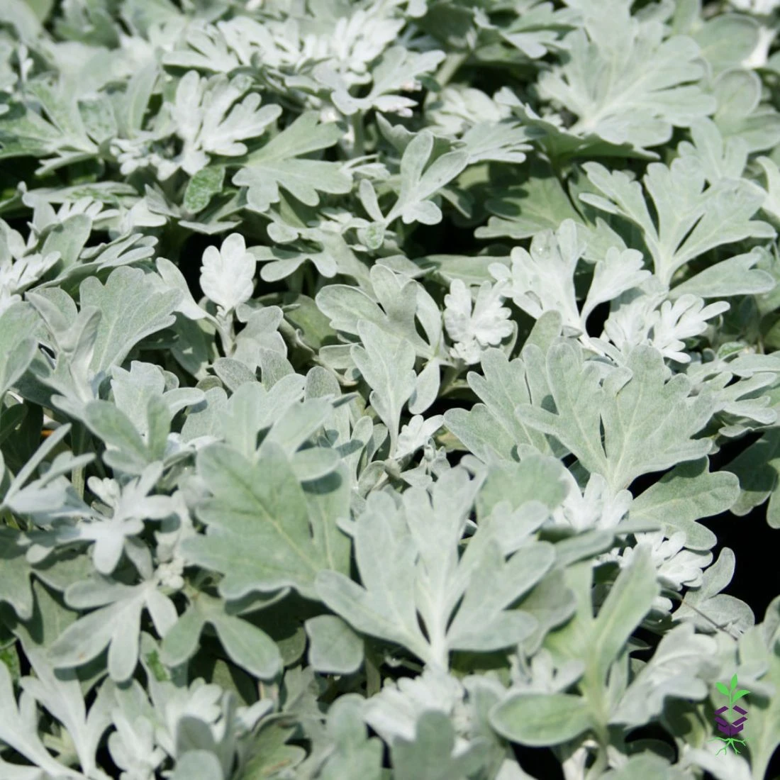 Artemisia Stelleriana 'Silver Brocade' Perennial Dusty Miller 2 Artemisia Stelleriana 'Silver Brocade' Perennial Dusty Miller - Image 2