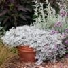 Artemisia Stelleriana 'Silver Brocade' Perennial Dusty Miller