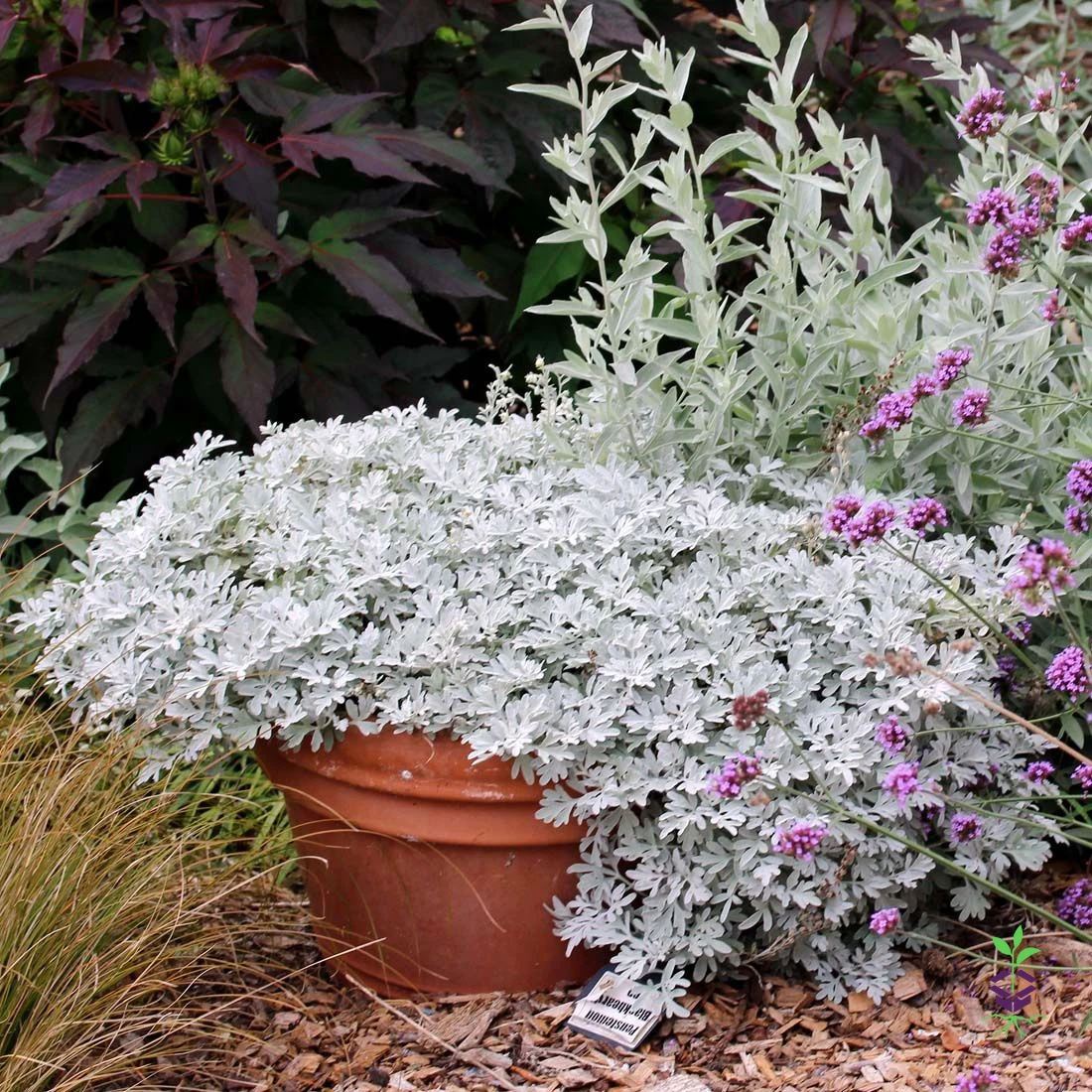 Artemisia Stelleriana 'Silver Brocade' Perennial Dusty Miller 1 Artemisia Stelleriana 'Silver Brocade' Perennial Dusty Miller