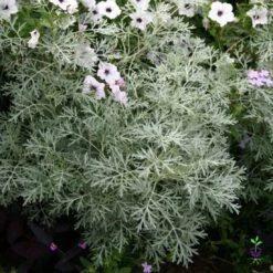 Artemisia Arborescens 'Powis Castle' Wormwood