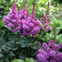 Astilbe Chinensis 'Visions' False Spirea