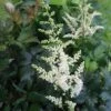 Astilbe Chinensis 'Vision In White' False Spirea