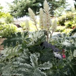 Acanthus 'Whitewater'