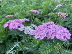 Achillea 'Appleblossom' Yarrow 5 Achillea 'Appleblossom' Yarrow -Rare Roots Plan Shop Achillea Appleblossom 1