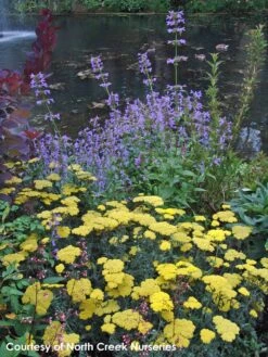 Achillea 'Moonshine' Yarrow -Rare Roots Plan Shop Achillea Moonshine 1