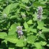 Agastache Rugosa 'Honey Bee Blue' Hummingbird Mint