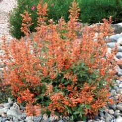 Agastache 'Kudos Mandarin' Hummingbird Mint