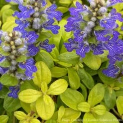 Ajuga 'Cordial Canary' Bugleweed