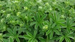 Alchemilla Alpina Lady's Mantle