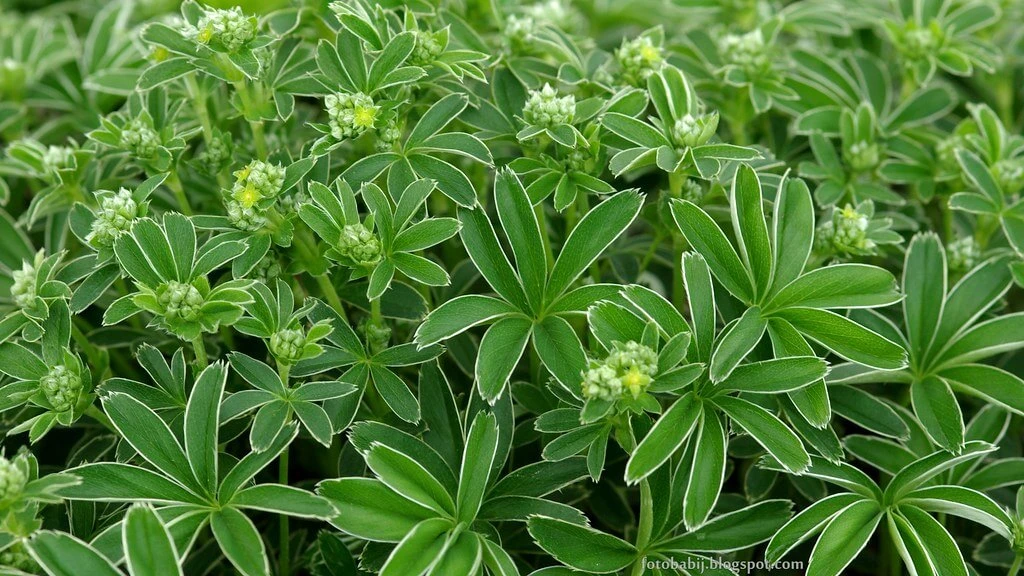 Alchemilla Alpina Lady's Mantle 1 Alchemilla Alpina Lady's Mantle