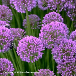 Allium 'Millenium' Ornamental Onion -Rare Roots Plan Shop Allium Millenium 2 WG