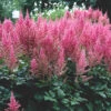 Astilbe 'Visions In Pink' False Spirea