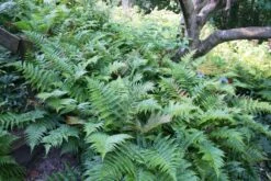 Fern 'Brilliance' Autumn -Rare Roots Plan Shop Autumn Fern