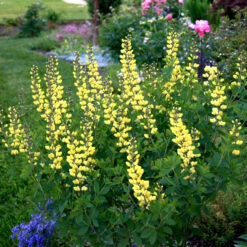 Baptisia X Minor 'Lemon Meringue' False Indigo