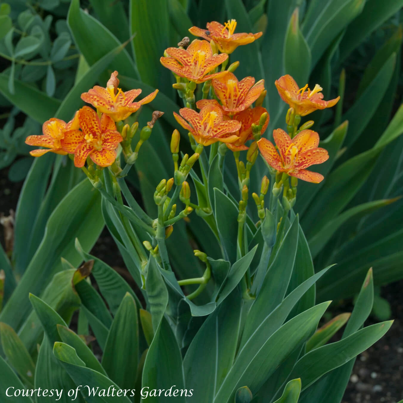 Belamcanda Chinensis 'Freckle Face' Blackberry Lily 2 Belamcanda Chinensis 'Freckle Face' Blackberry Lily - Image 2