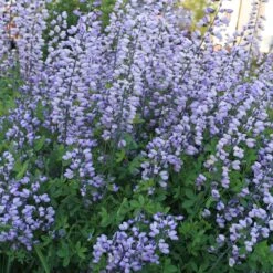 Baptisia 'Purple Smoke' False Indigo