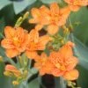Belamcanda Chinensis 'Freckle Face' Blackberry Lily